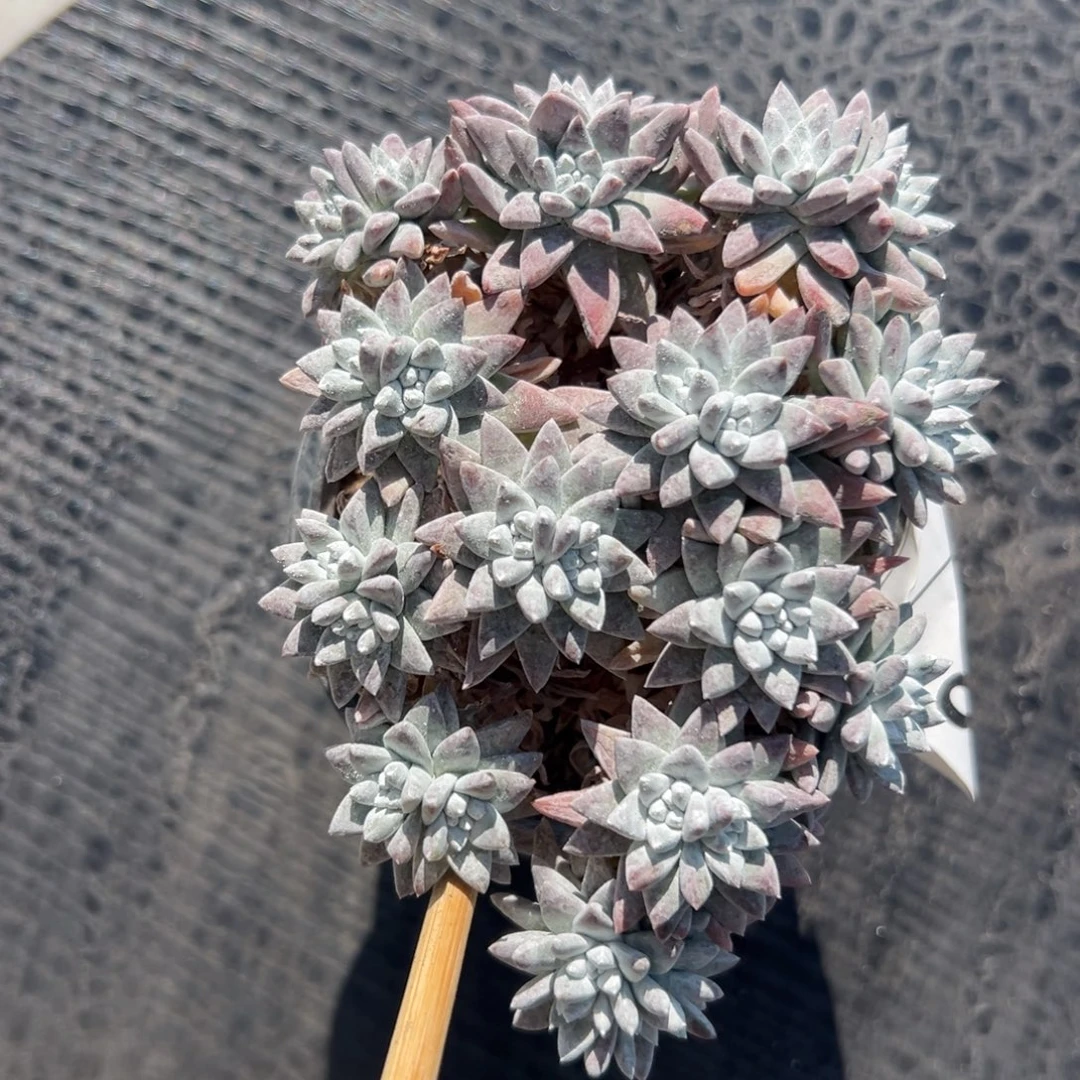 大脸白菊～一物一拍