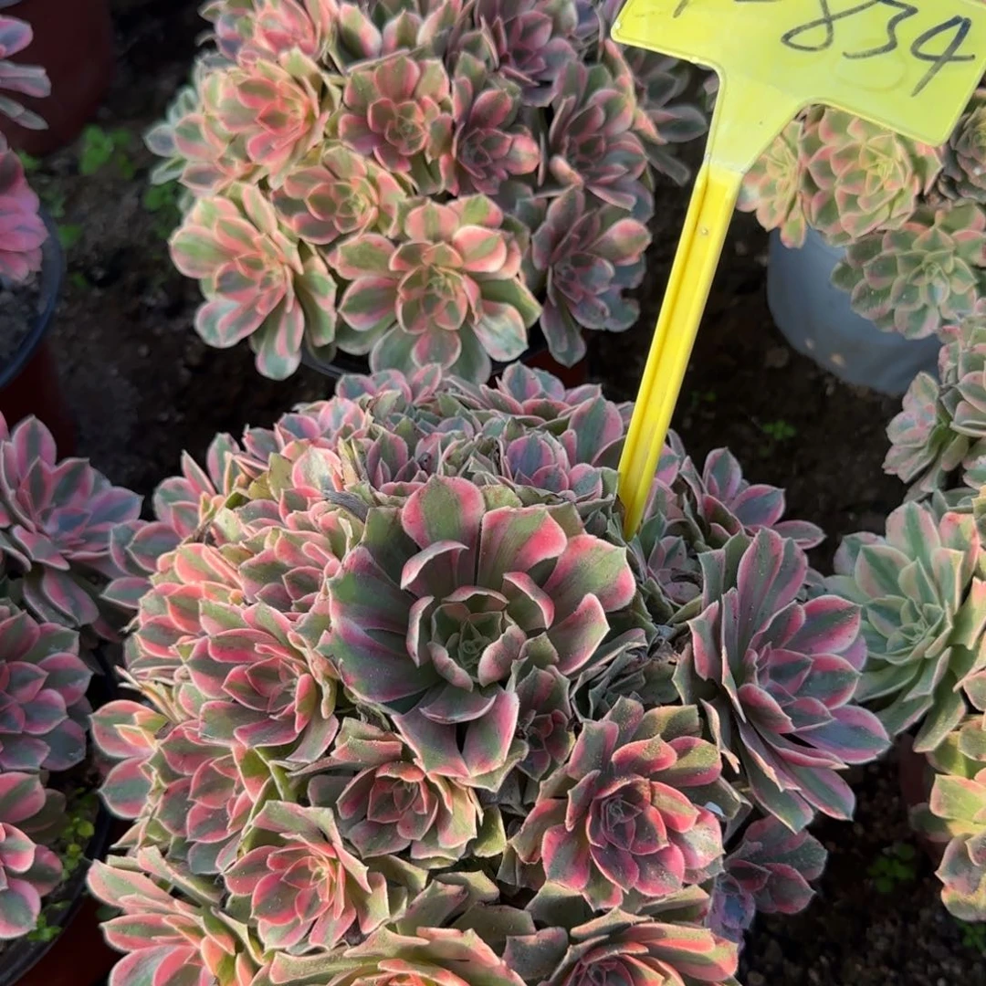 4-834--+粉女妖多头