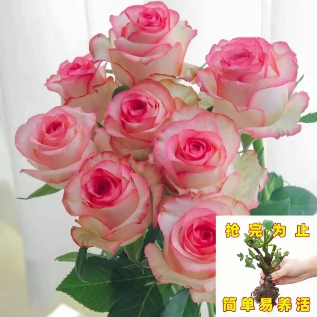 【香水艾莎】玫瑰花苗大花浓香四季月季阳台庭院花卉绿植盆栽耐寒