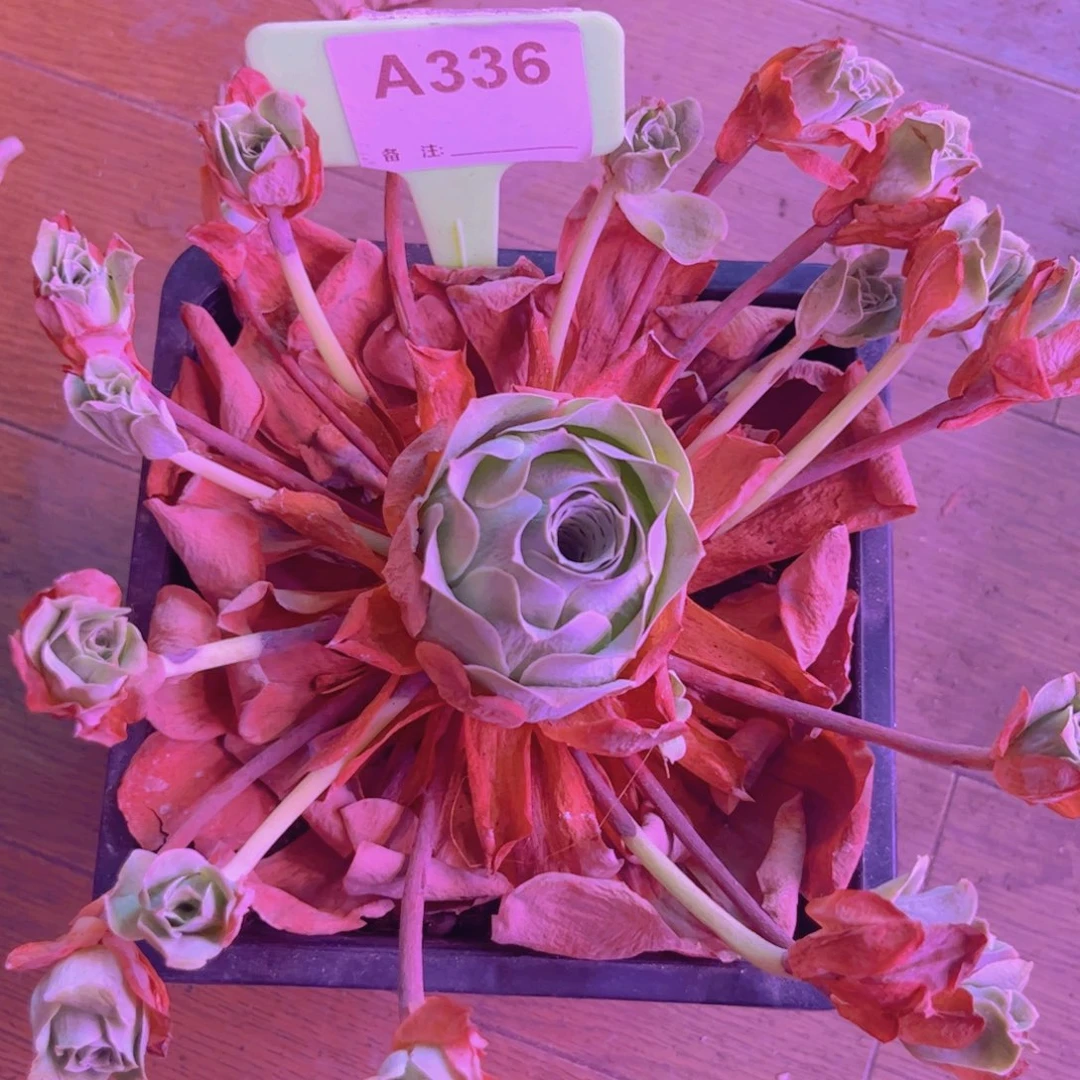 336山地玫瑰飘只不包售后