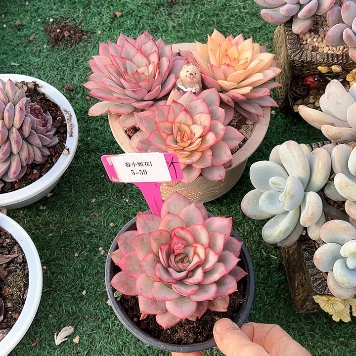 5.59月光女神一个脱土