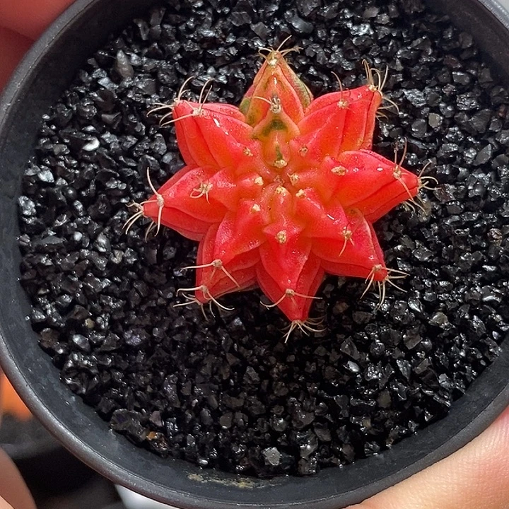 精品米哈—脱土发货