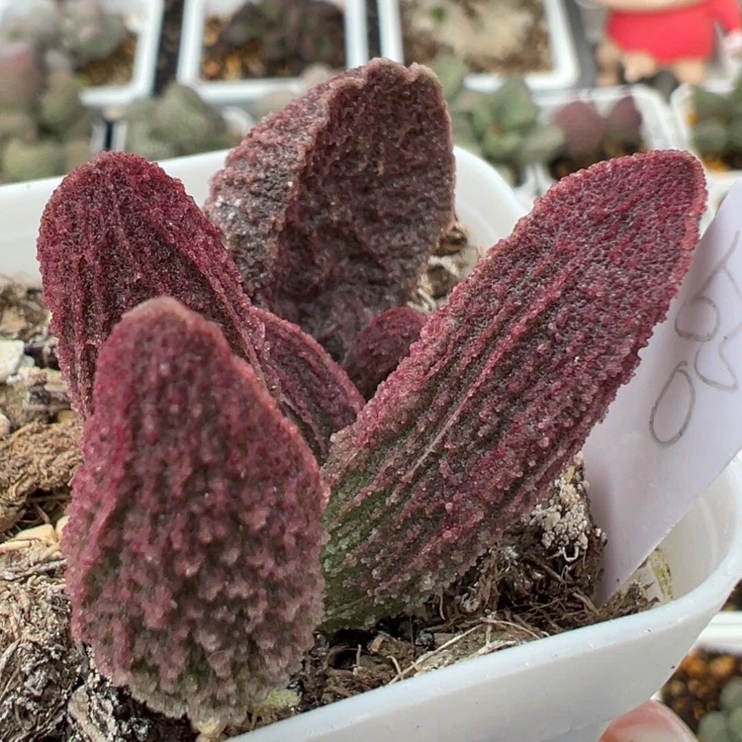 实生新品竖条纹多肉植物水泡