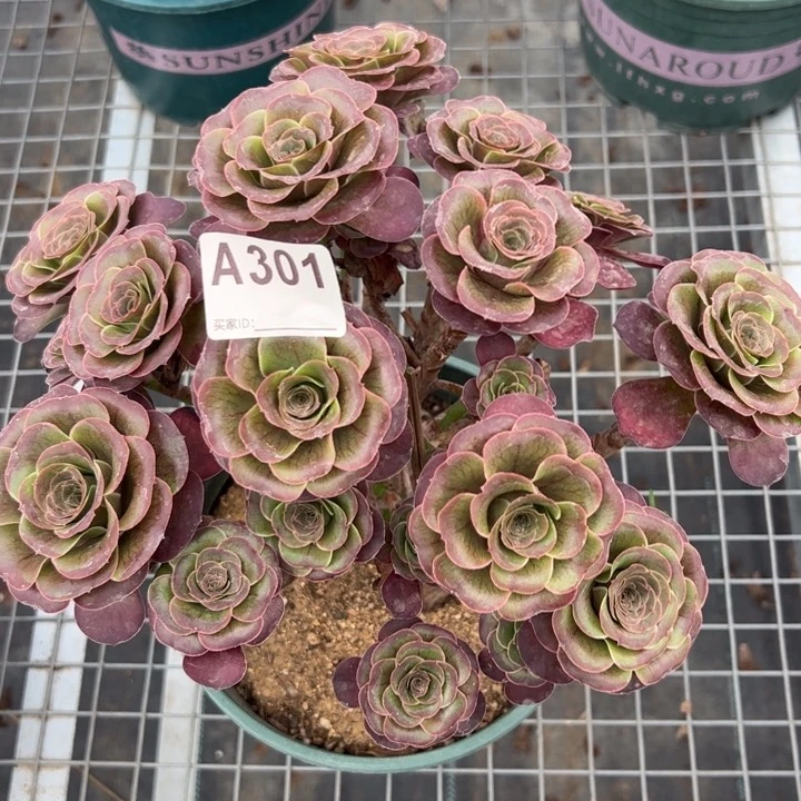 301魅金玫瑰朵朵26厘米左右