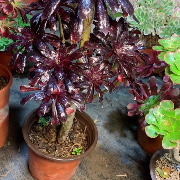 901墨法师多肉一物一拍