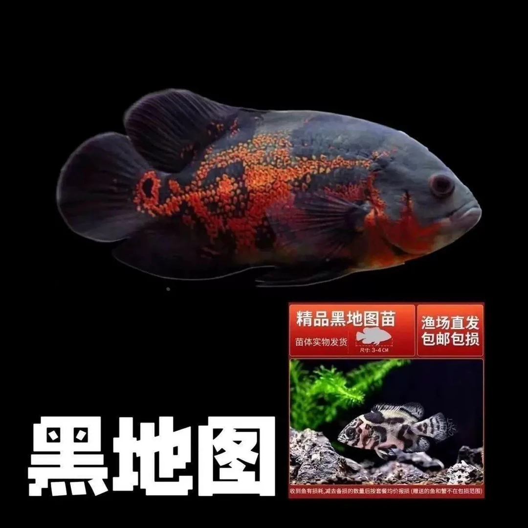 直播间【一物一拍】地图鱼活体热带观赏鱼