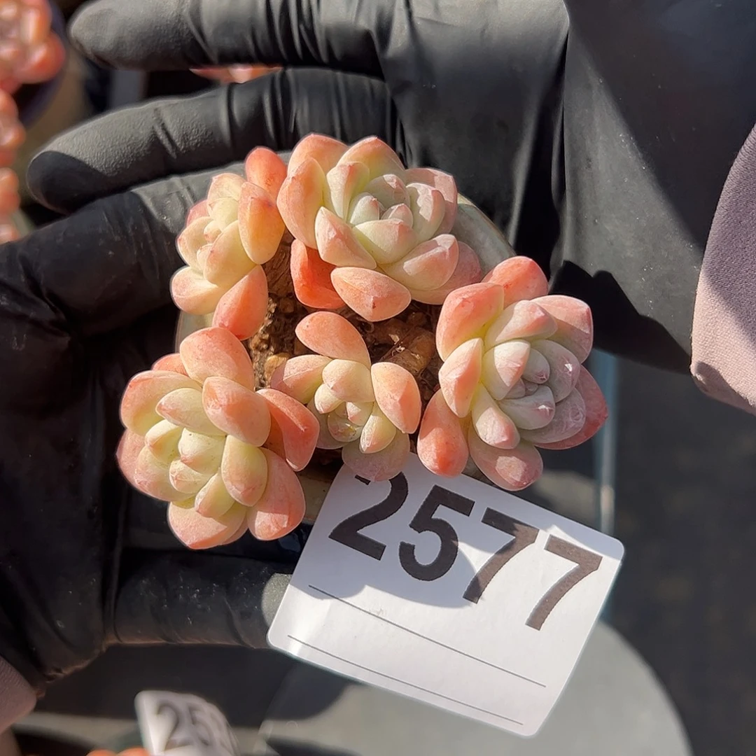 2577，五头冰玉带盆发