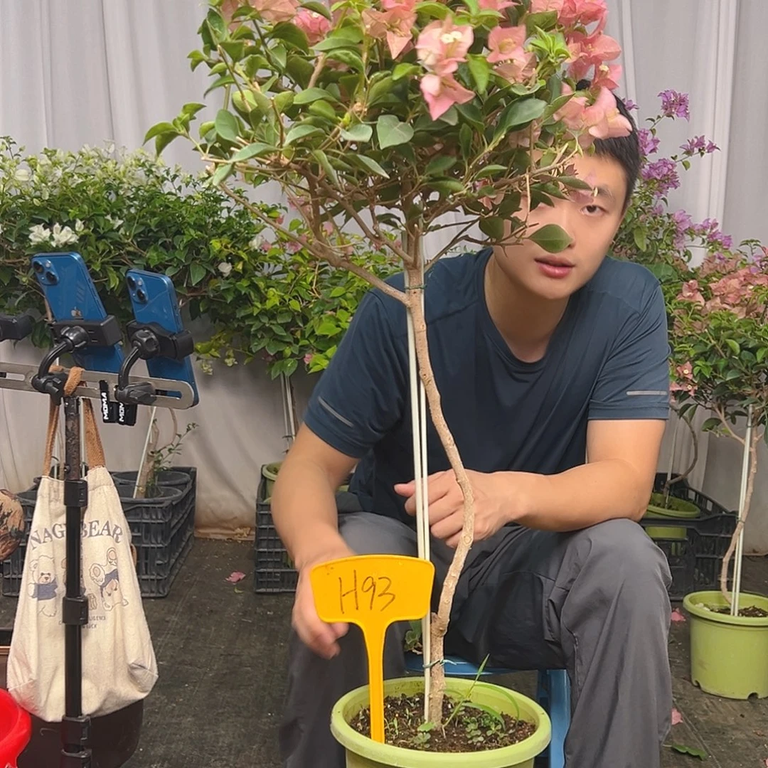楚***钮当前无花栽培后可以开花H93卡亚塔