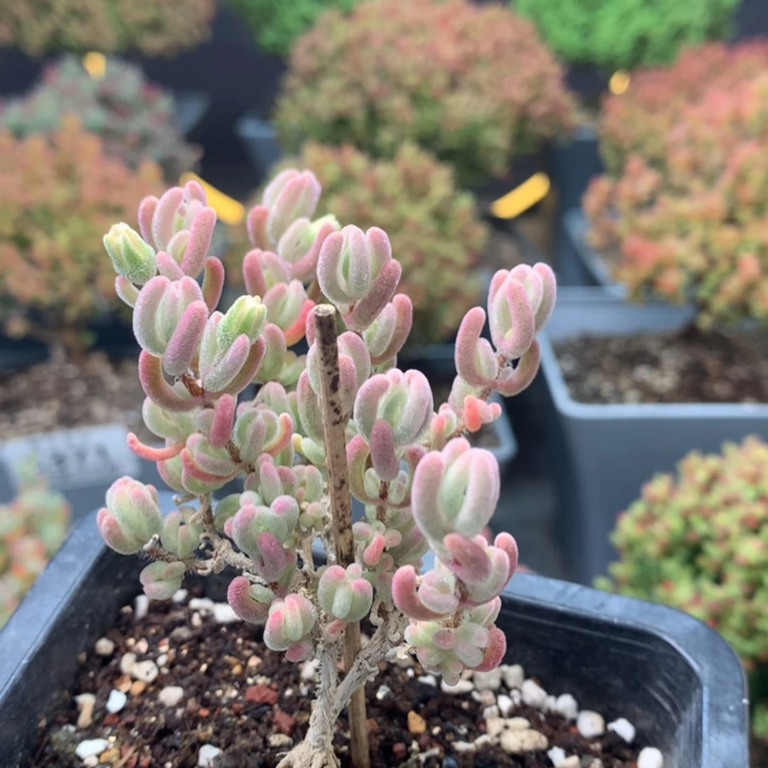 c237橙叶锦枝干番杏