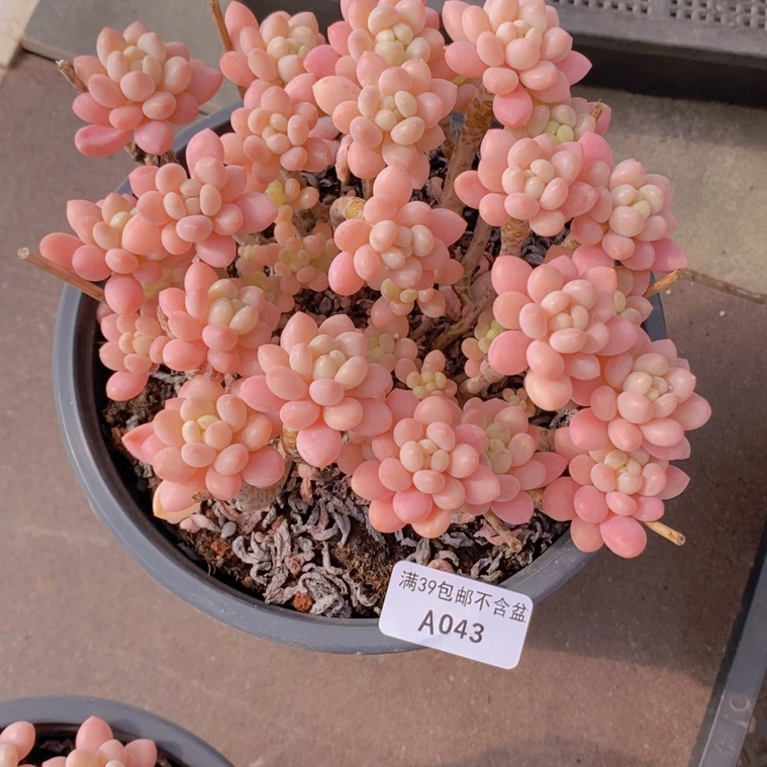 冰淇淋鱼子酱16cm043多肉植物