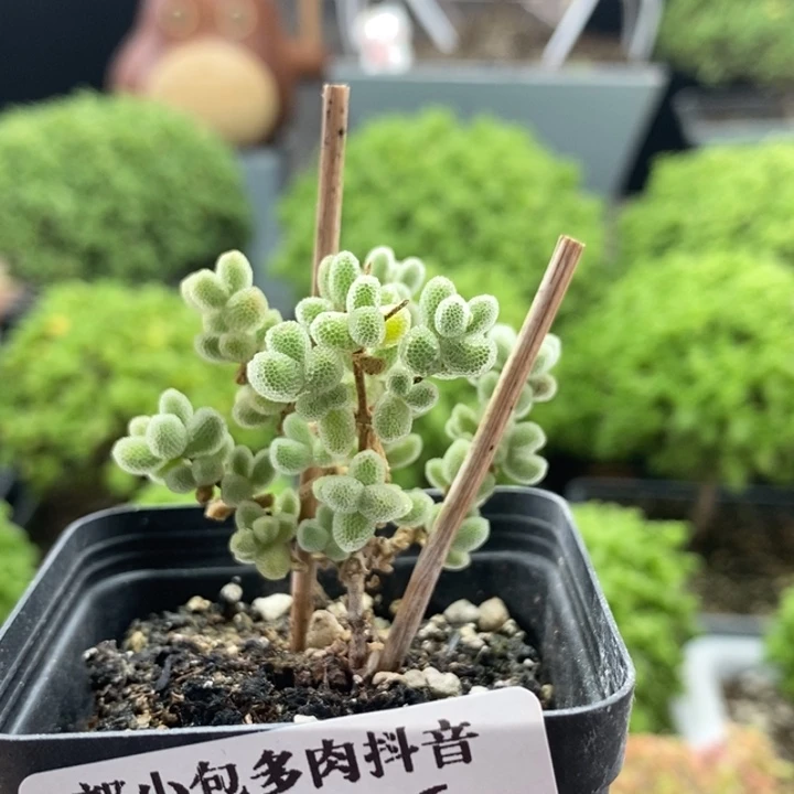 M***r优选冰晶8406枝干番杏