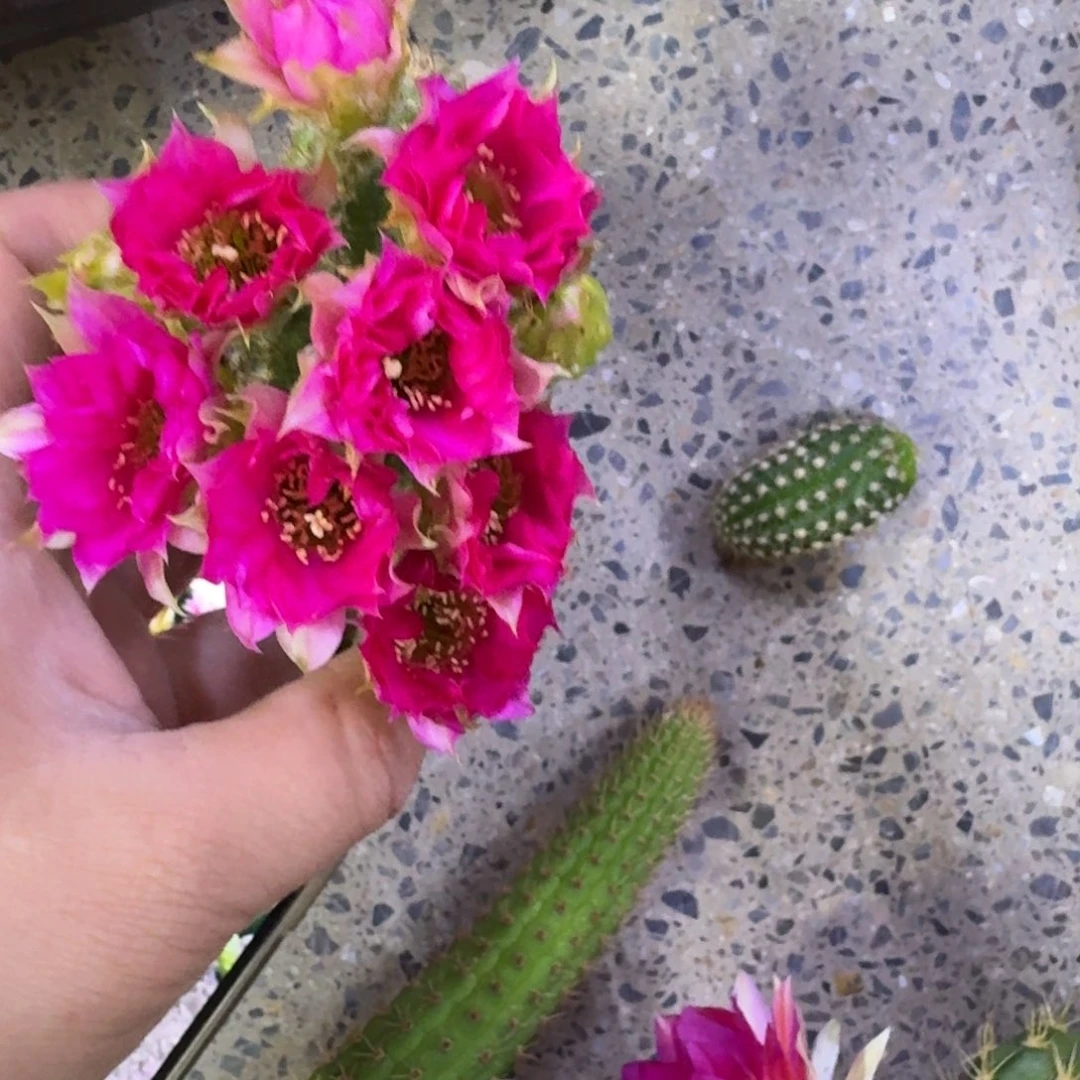 216白檀品红之眼2个无根侧牙小，20包邮