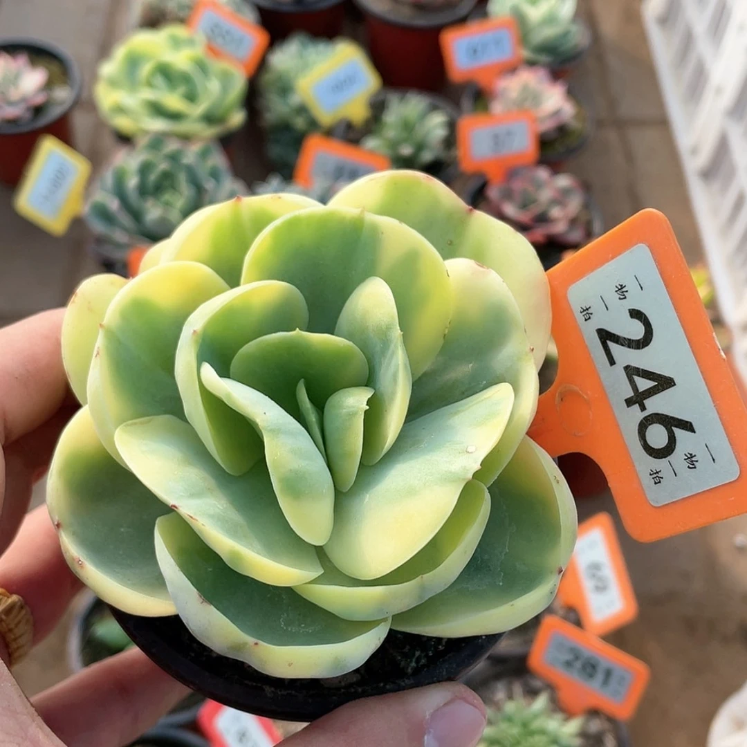 【闪购商品】246号