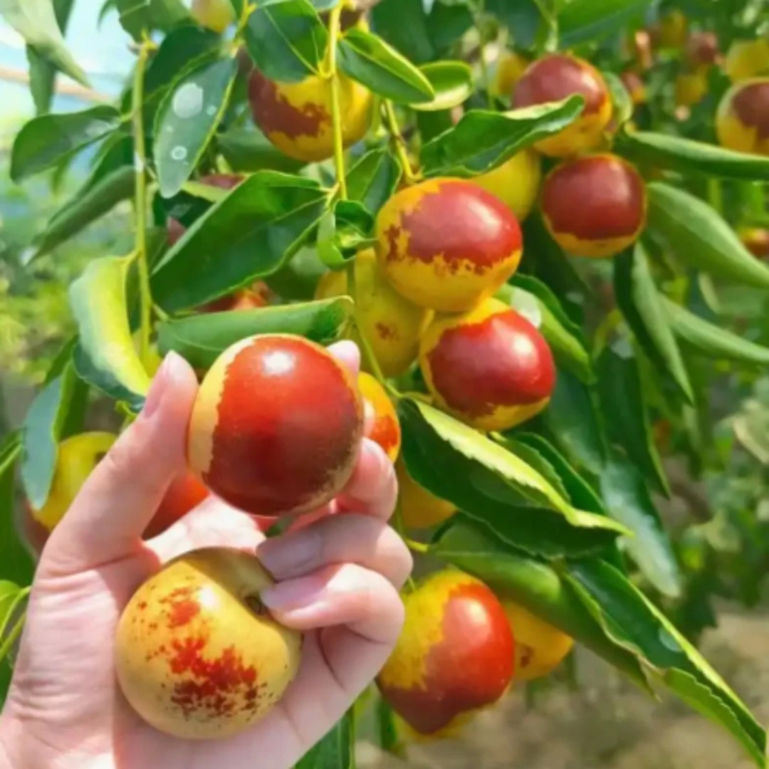正宗冰糖大冬枣树苗早脆王枣树苗嫁接枣树苗南方北方种植当年结果