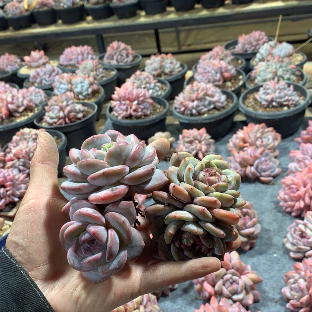 悠悠哈哈哈哈哈哈哈哈