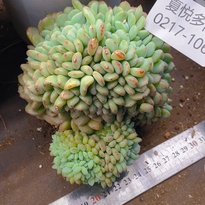 夏悦多肉 0217-106白胖子缀