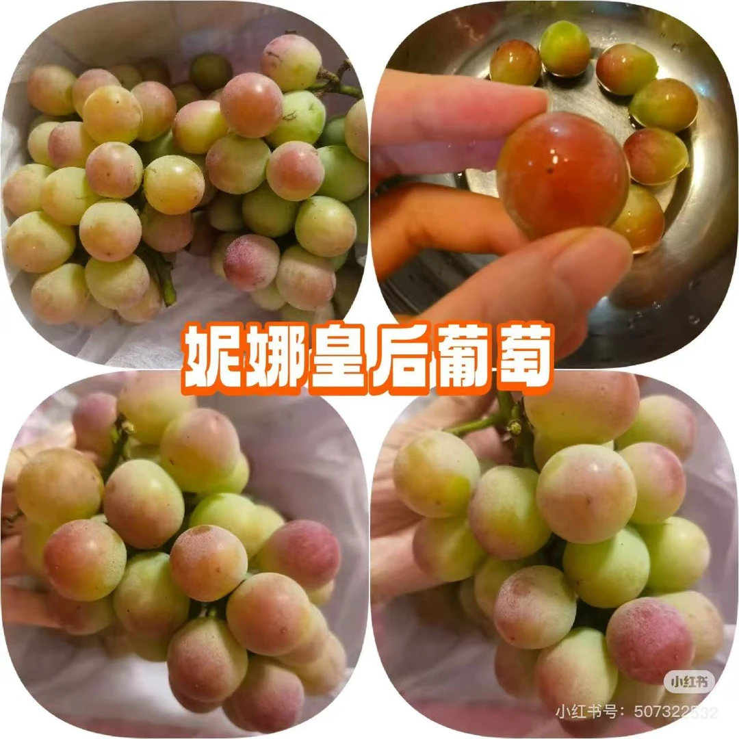 【达吾水果】妮娜皇后葡萄