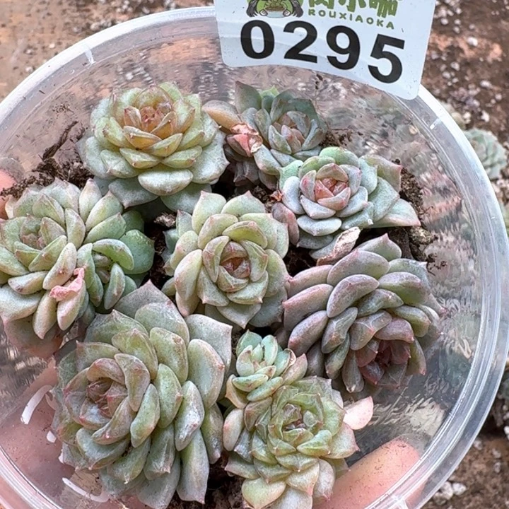 多肉植物多肉植物