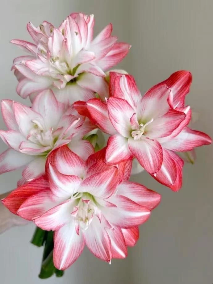 丰哥朱顶红《花孔雀》自然球，1颗粉色重瓣裸球