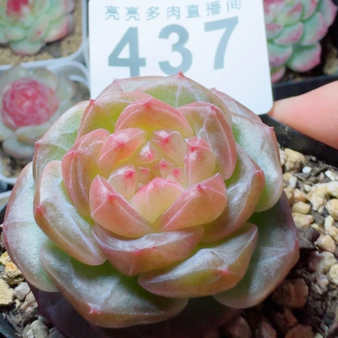 烟雨珍妮      愿你一路坦途，乘风破浪展宏图