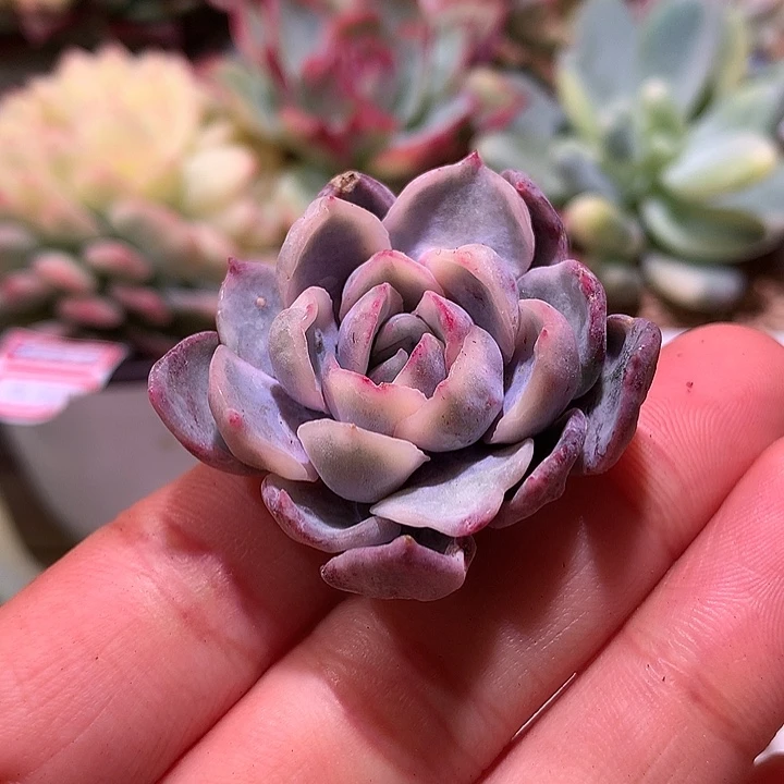 暗冰锦锦锦锦有根