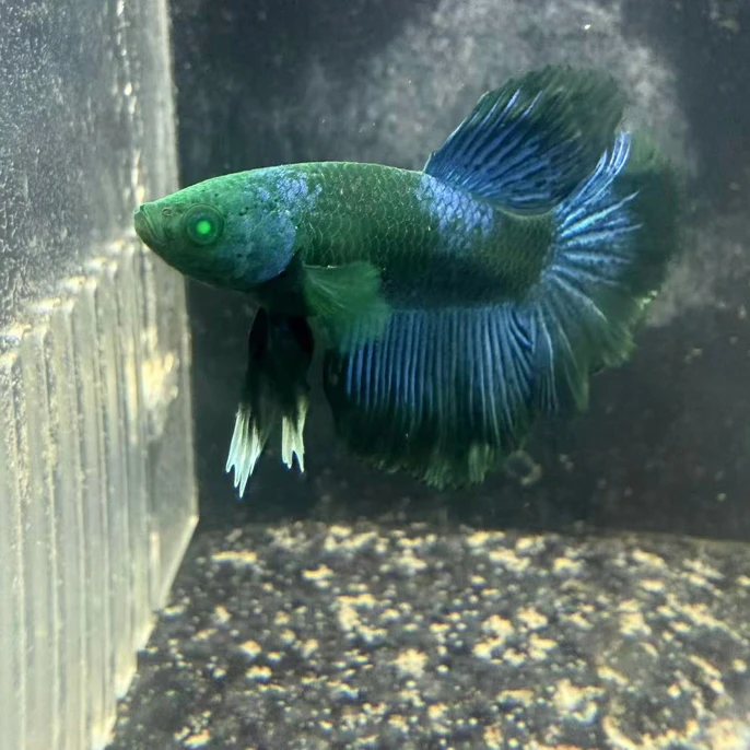 斗鱼绿魔半月外星人三鳍花纹3个月正在洗色中