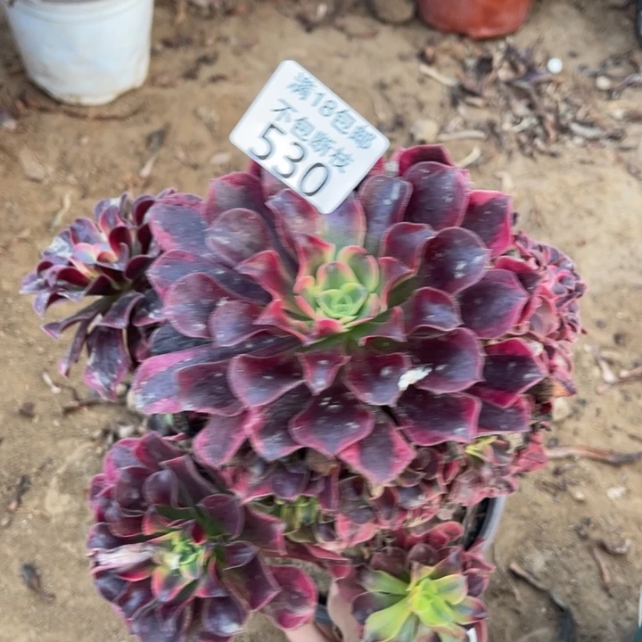 530美杜莎手捧1号棚