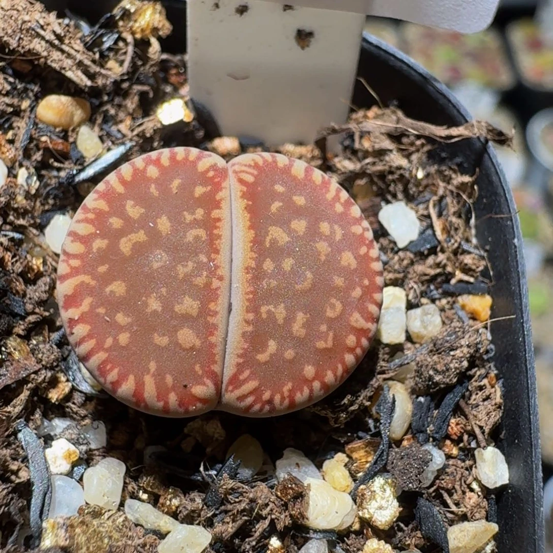 Ssss精品生石花591