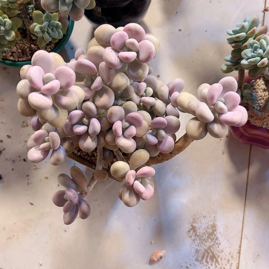 甜*圆叶桃蛋福袋d多肉植物