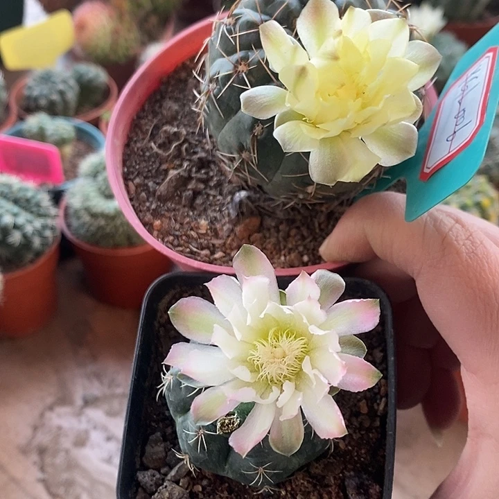 心想事成荧光黄绿加绿粉边