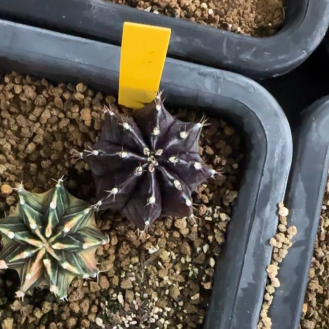 L541-1221泰国发货 黑寡妇