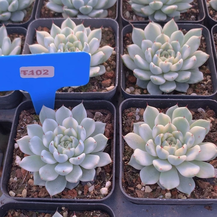 t102妲己锦单头脱土