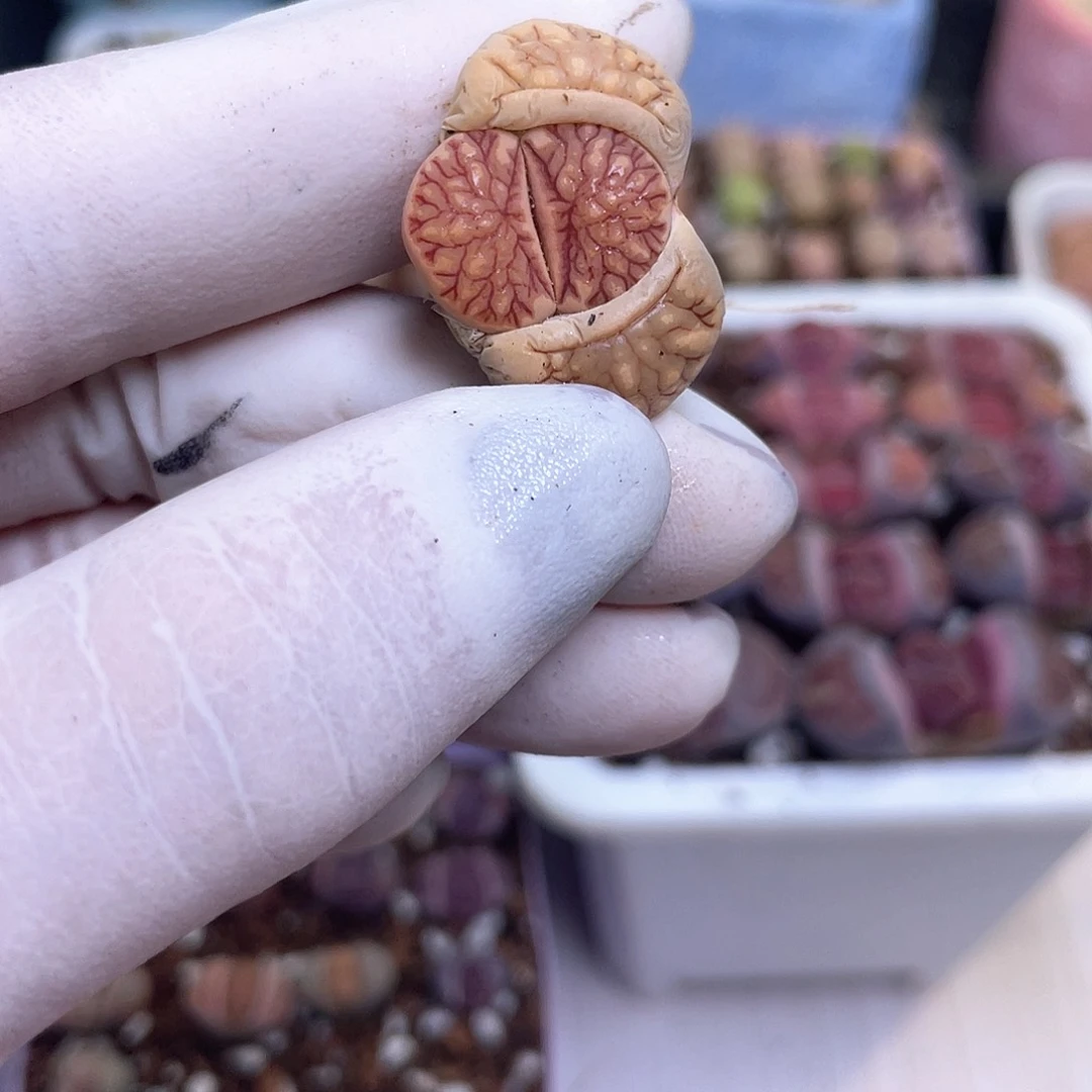 427号 美菊……………………