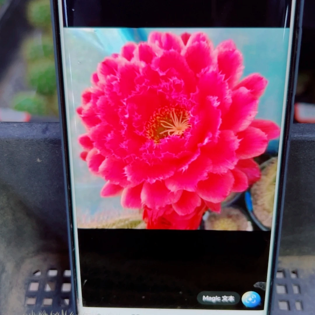 下79毛蒙娜丽莎歪无根测压4公分左右20包邮