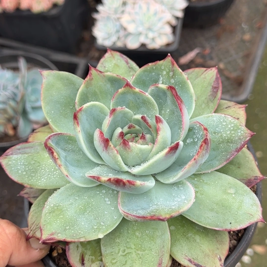 宽叶外翻拉丝惊鸿一物一拍包装收缩花旱