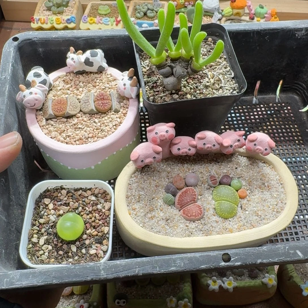 ギ***节1230-037盆盆盆盆盆