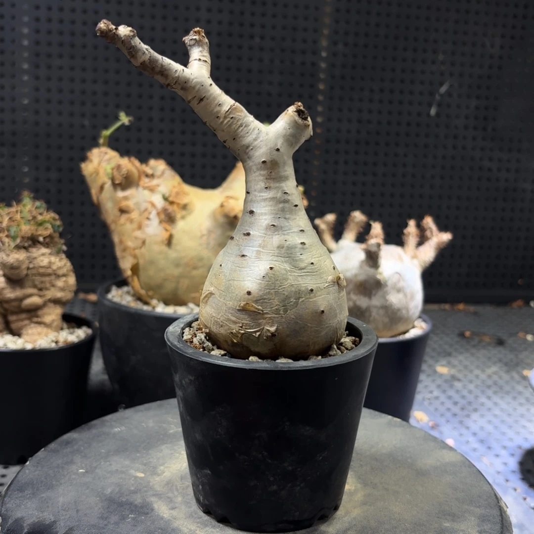 小叶葡萄26669999666969