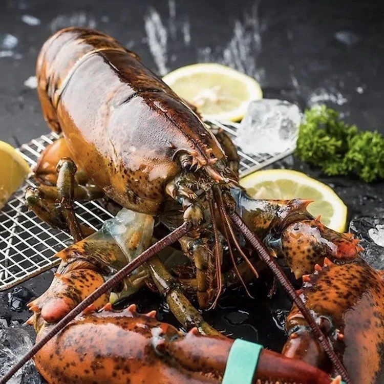 波士顿龙虾 0.9-1斤