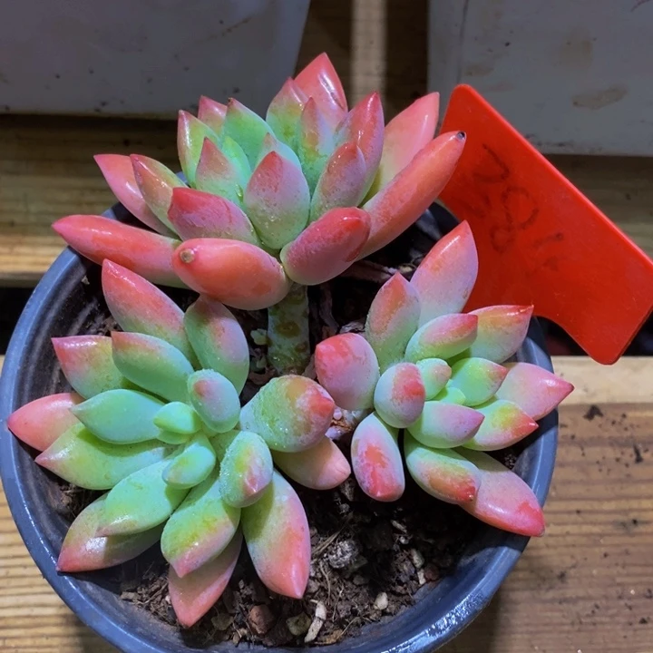 这个我都看出来这一