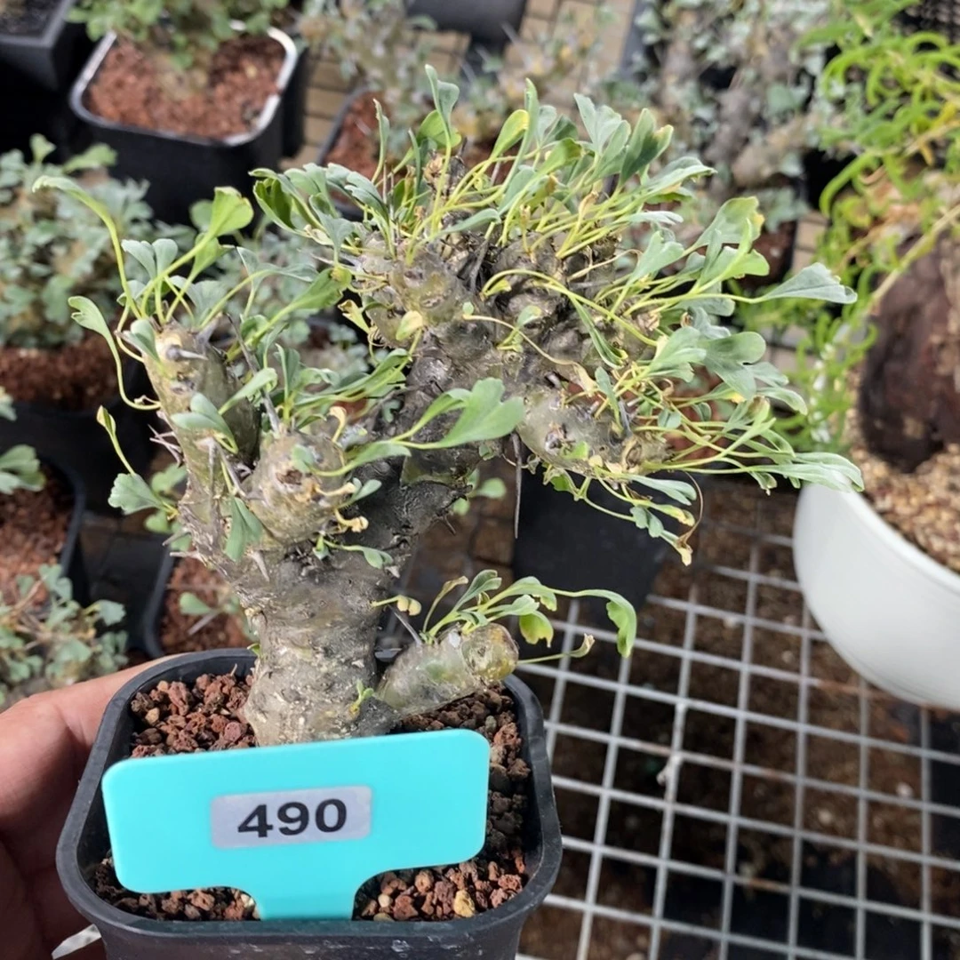 产地格斯龙骨奎一个