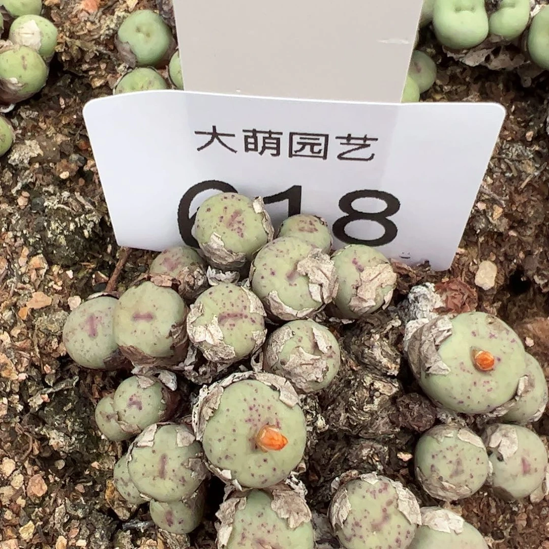 一物一拍脱土发。618