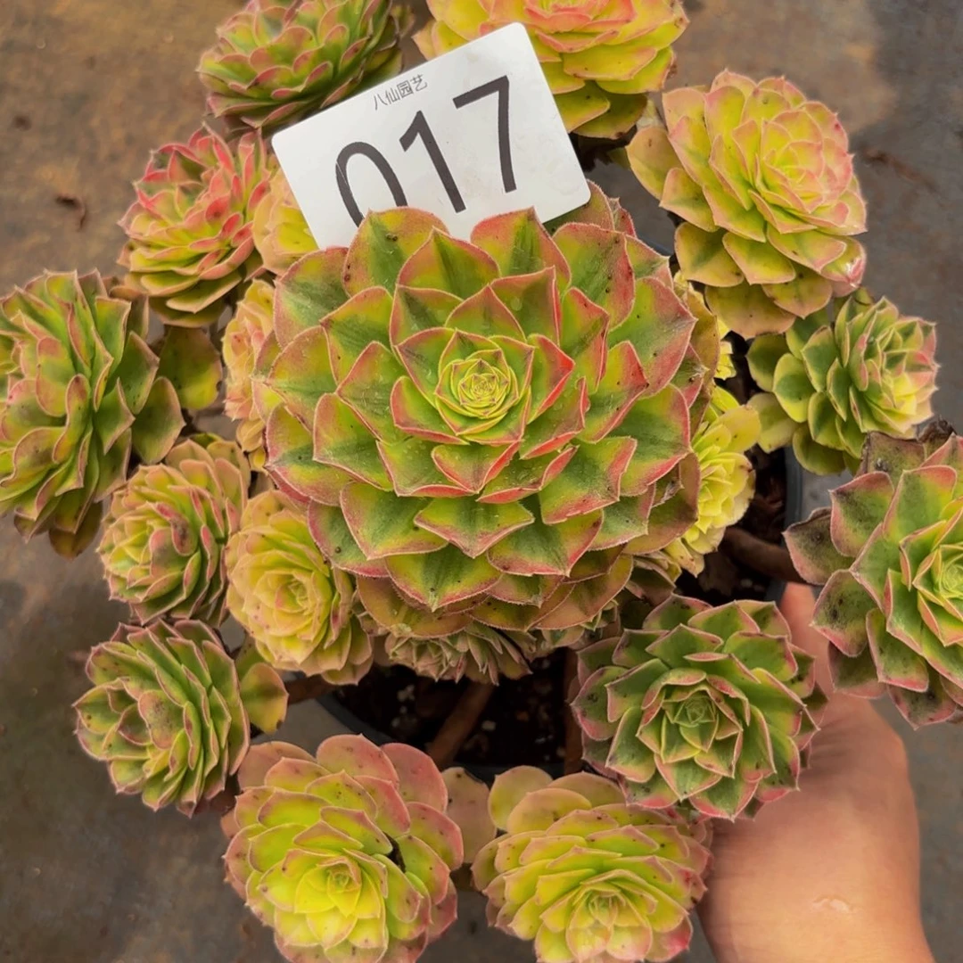 017多肉植物雨荷微瑕