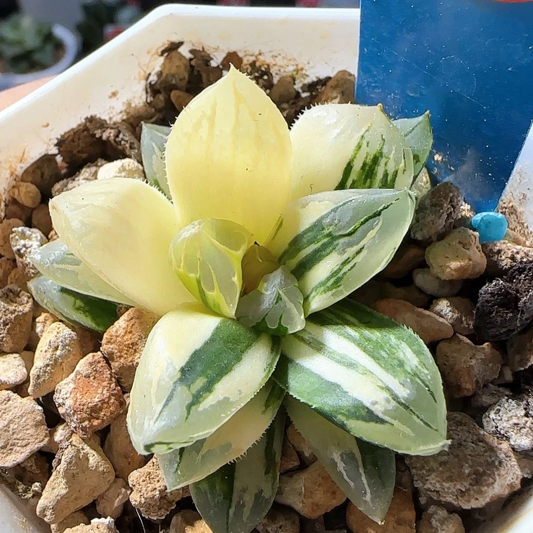 23号非组花水晶侧芽一物一拍带盆土