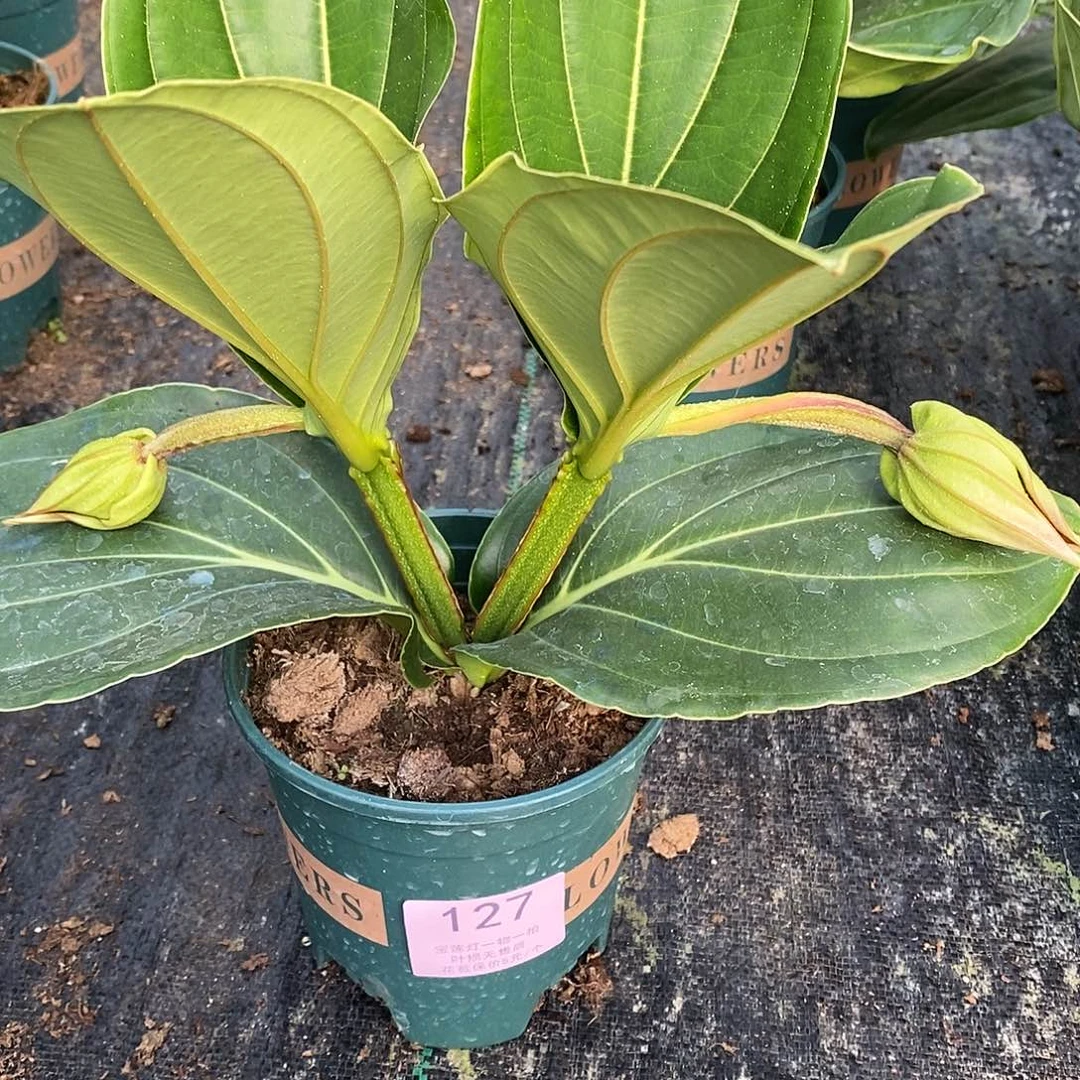 木本植物?木本花卉127
