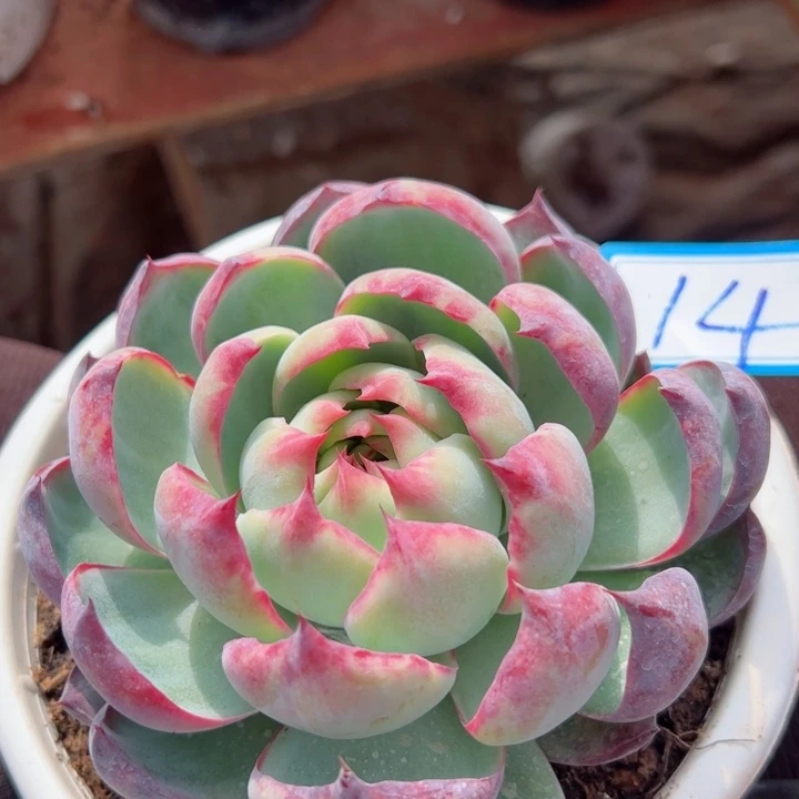 14惊鸿平平安安健健康康