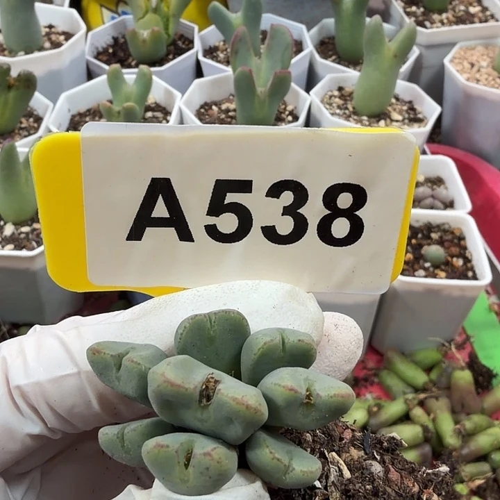 ʚ****538mmnmnnnjjhjjjnnnjj