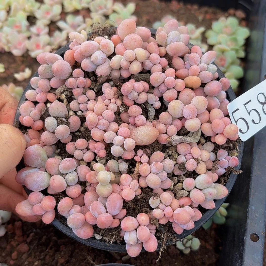 多肉植物多肉植物558