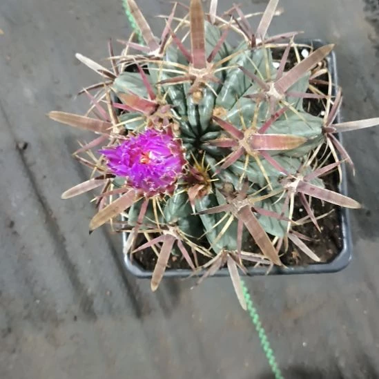 花花世界迷人眼的球球