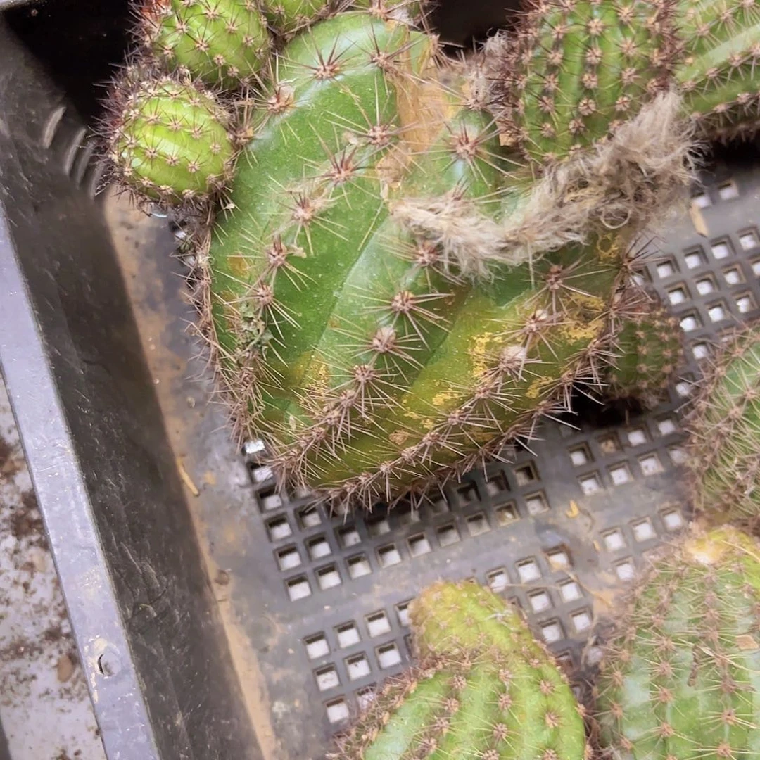 金沙大球大球侧牙20包邮瑕仙人球26