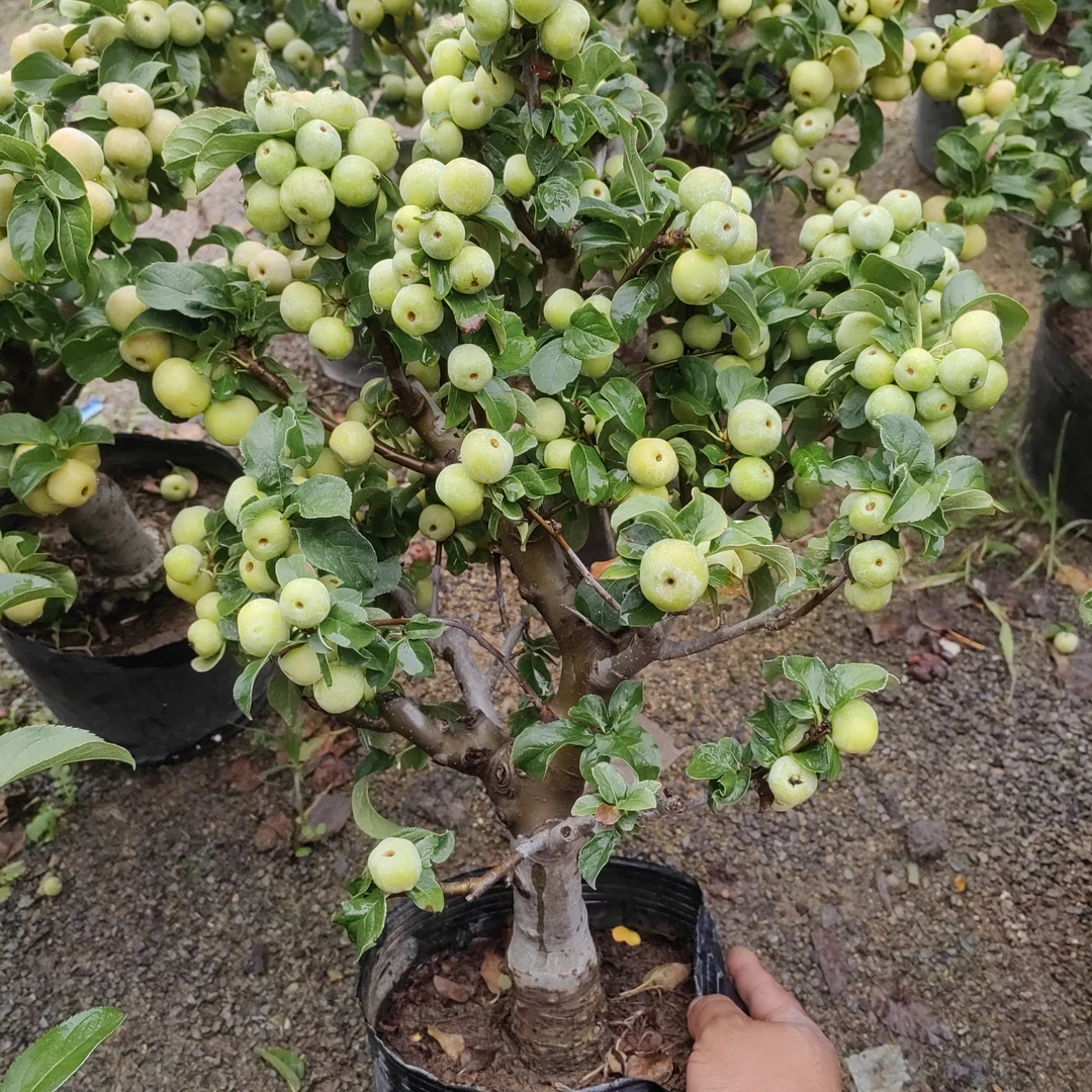 海棠老桩盆景苹果盆景直播间一物一拍自家苗圃不带盆老桩盆栽